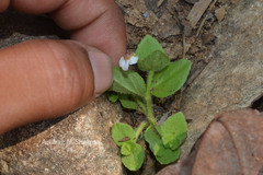 Lindernia viscosa